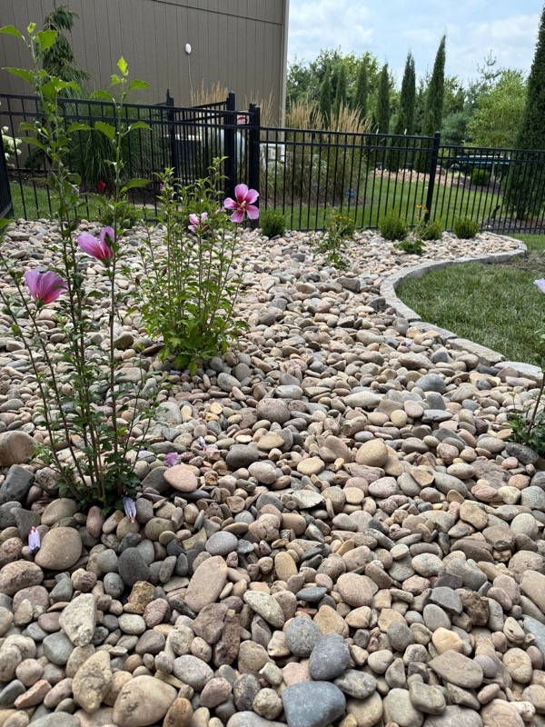 Multi-Color River Rock 2-6 inch - Professional Landscaping Application Multi-Color River Rock 2-6 inch in professional landscaping with beautiful pink flowers