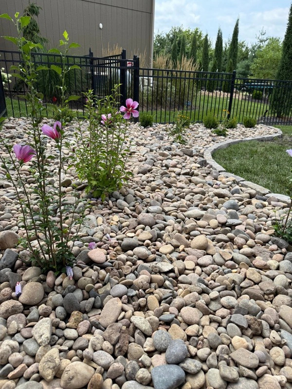 Multi-Color River Rock 2-6 inch - Professional Landscaping Application Multi-Color River Rock 2-6 inch in professional landscaping with beautiful pink flowers